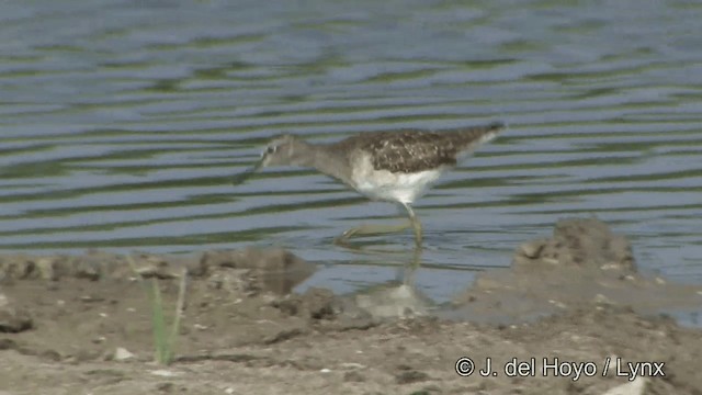 Bruchwasserläufer - ML201351991