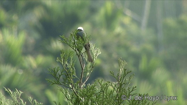 Light-vented Bulbul (formosae/orii) - ML201352131