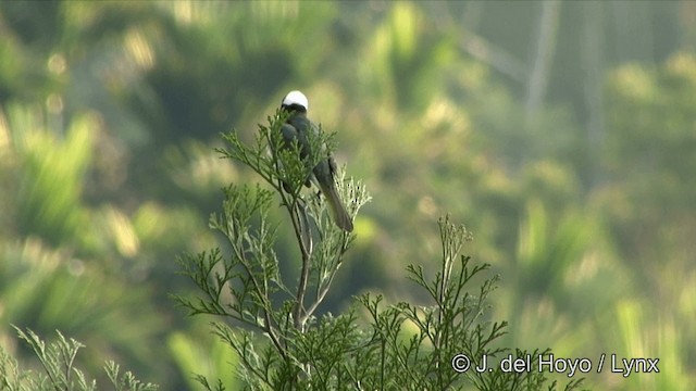 Light-vented Bulbul (formosae/orii) - ML201352141