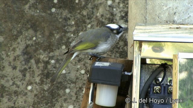 Light-vented Bulbul (formosae/orii) - ML201352151