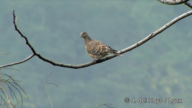 Tourterelle orientale - ML201352171