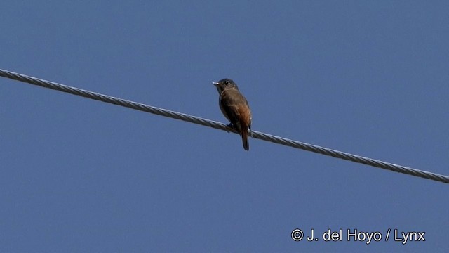 Ferruginous Flycatcher - ML201352201