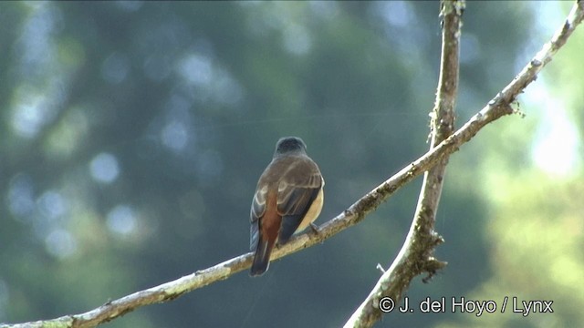 Gobemouche ferrugineux - ML201352211