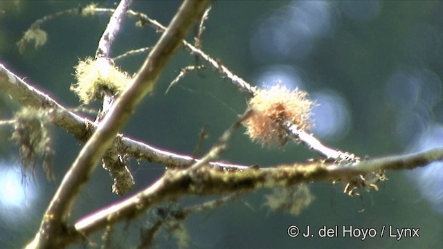 Gobemouche ferrugineux - ML201352221