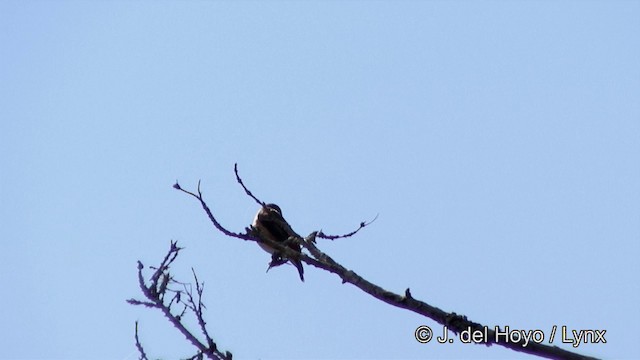 Gobemouche ferrugineux - ML201352231