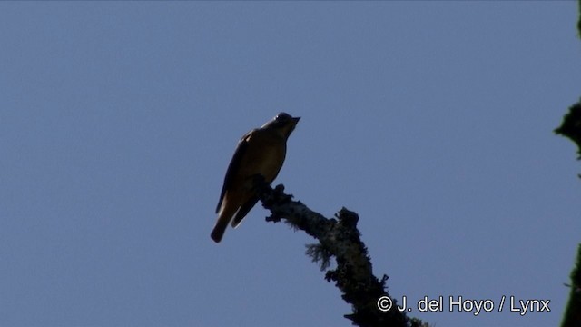 Gobemouche ferrugineux - ML201352241