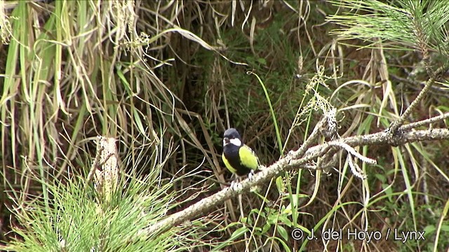 青背山雀 - ML201352261