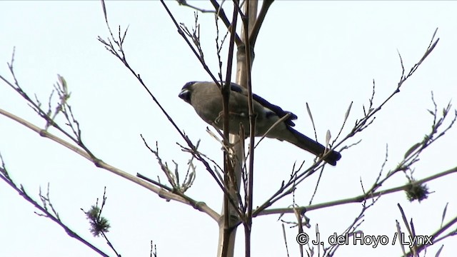 Brown Bullfinch (Brown) - ML201352301