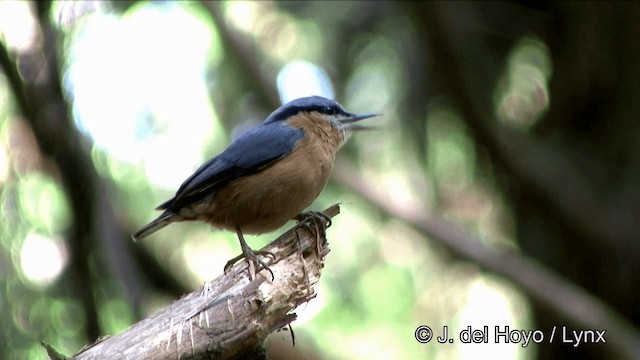 Eurasian Nuthatch (Chinese) - ML201352331