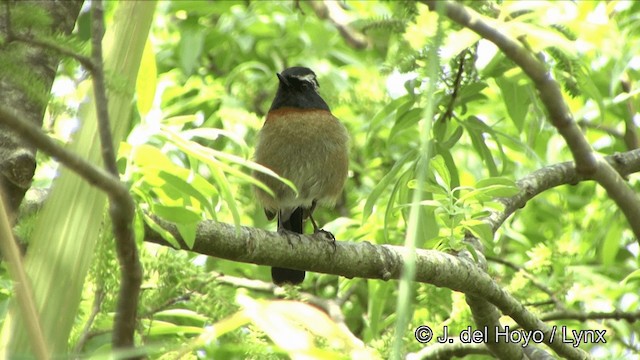 Collared Bush-Robin - ML201352351