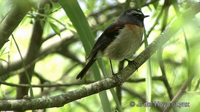 Collared Bush-Robin - ML201352361