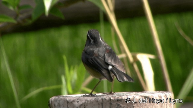 Collared Bush-Robin - ML201352371