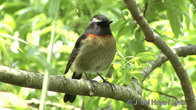 Collared Bush-Robin - ML201352381