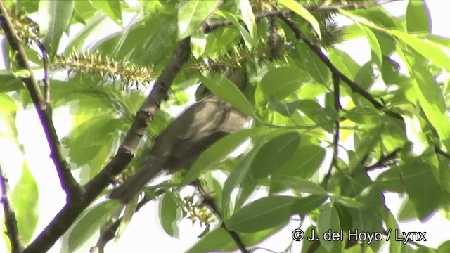 Taiwan Yuhina - ML201352391