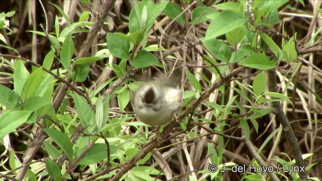 Taiwan Yuhina - ML201352401