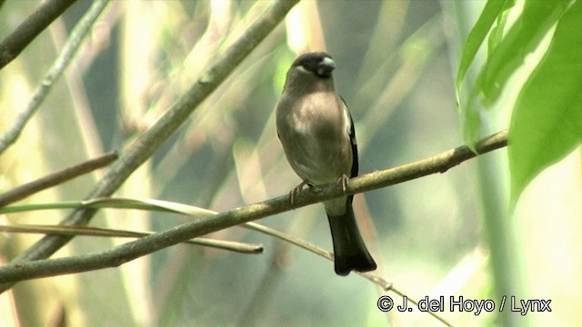 Brown Bullfinch (Brown) - ML201352421