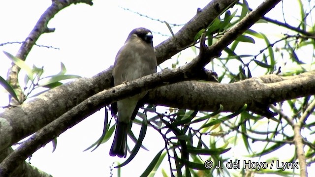 Brown Bullfinch (Brown) - ML201352431