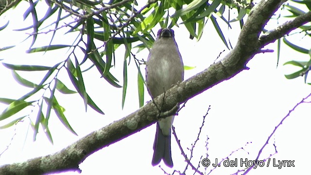 Brown Bullfinch (Brown) - ML201352441