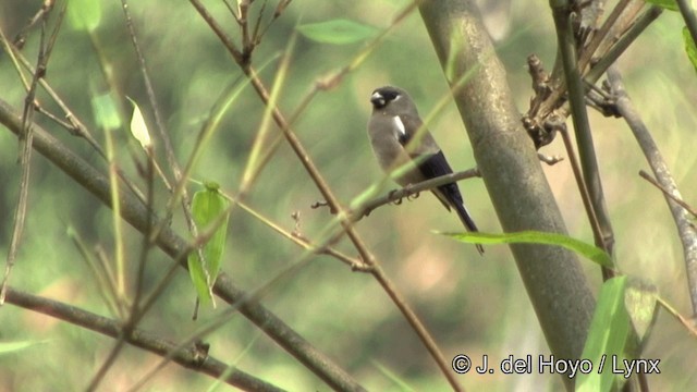 褐鷽(nipalensis群) - ML201352451