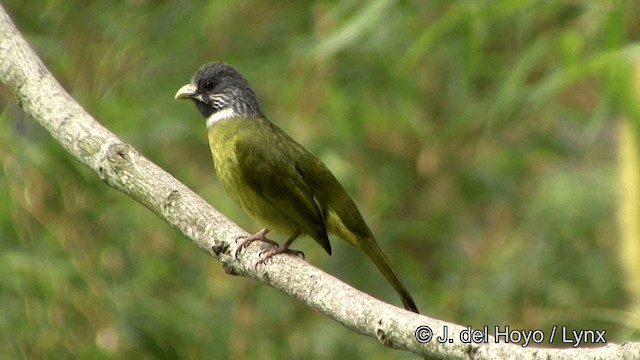 Collared Finchbill - ML201352461