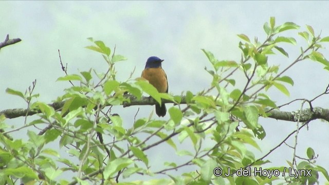 Taiwanblauschnäpper - ML201352481