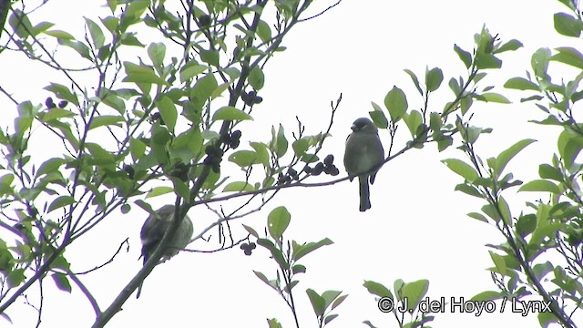 Brown Bullfinch (Brown) - ML201352491