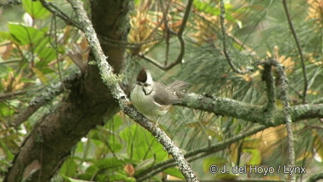 冠羽畫眉 - ML201352501