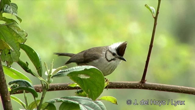 カンムリチメドリ - ML201352511