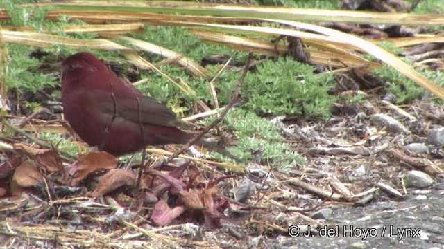 Taiwan Rosefinch - ML201352521