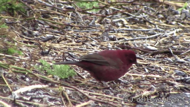 Taiwan Rosefinch - ML201352541