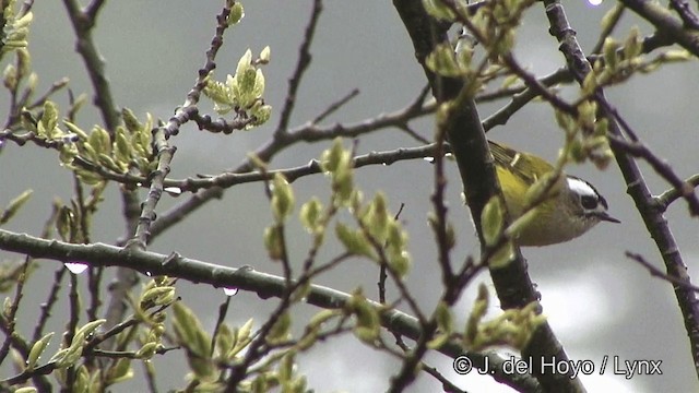 火冠戴菊鳥 - ML201352601