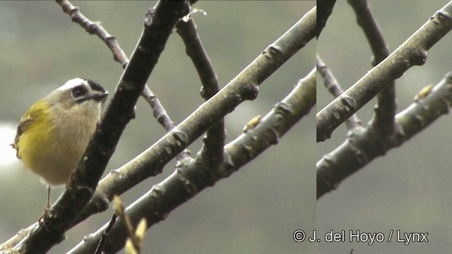 Roitelet de Taïwan - ML201352611