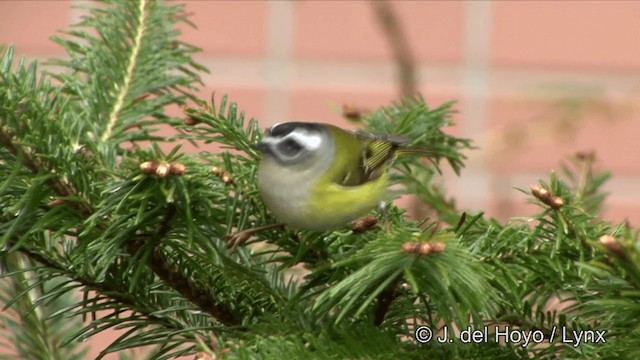 火冠戴菊鳥 - ML201352621