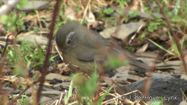 Collared Bush-Robin - ML201352631