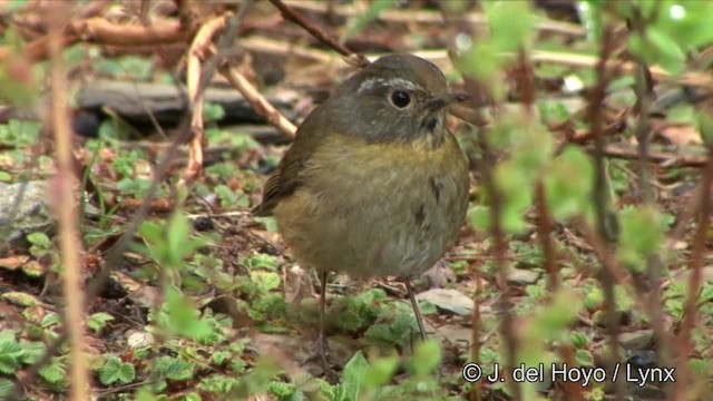 Collared Bush-Robin - ML201352641