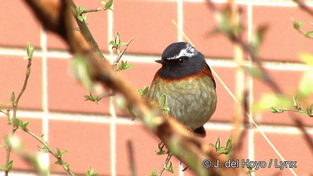 Collared Bush-Robin - ML201352651