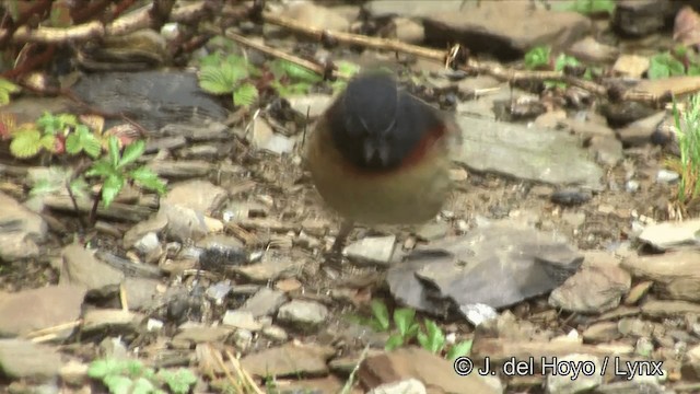 Collared Bush-Robin - ML201352661