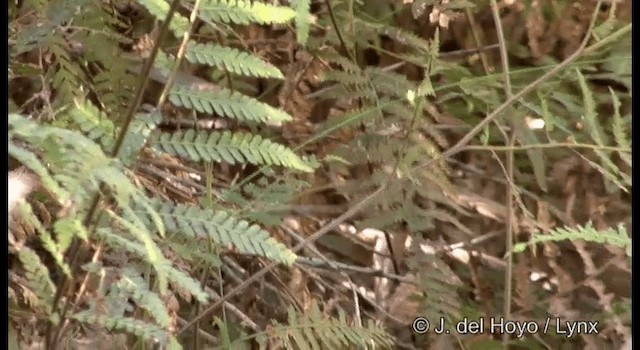 White-browed Scrubwren (White-browed) - ML201352681