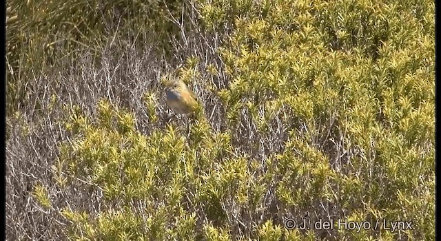 Güneyli Emubülbülü - ML201352691