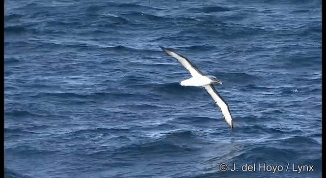 Buller's Albatross - ML201352731