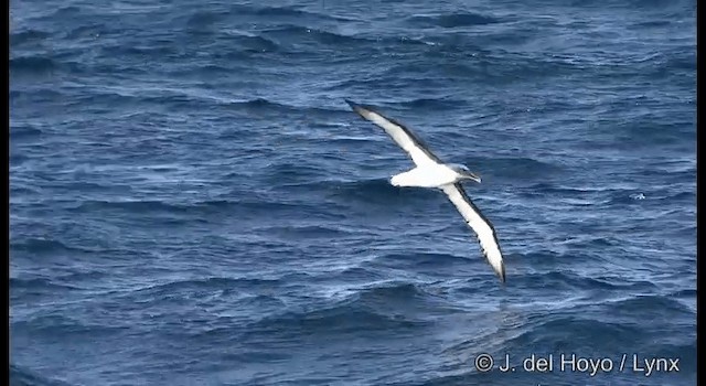 Buller Albatrosu - ML201352731