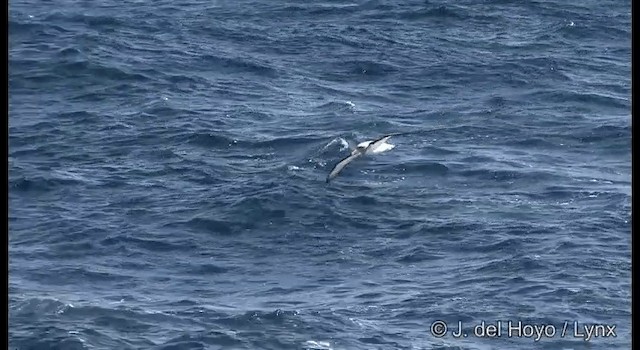 Buller's Albatross - ML201352741