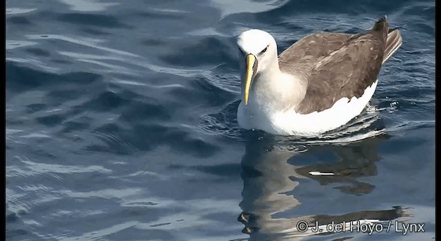 Buller's Albatross - ML201352751
