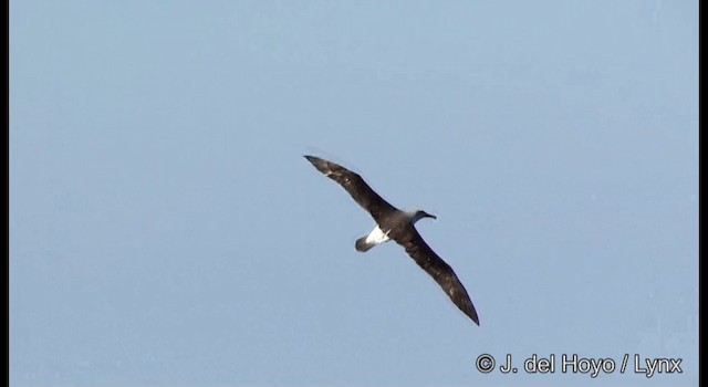 Albatros de Buller - ML201352761