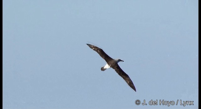 Bulleralbatros - ML201352761