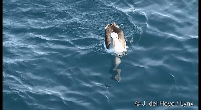 Buller's Albatross - ML201352771