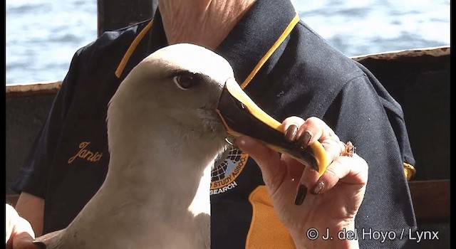 Buller's Albatross - ML201352781