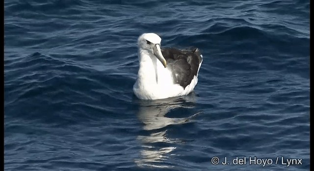 White-capped Albatross (cauta) - ML201352791