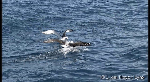 Белошапочный альбатрос (cauta) - ML201352801