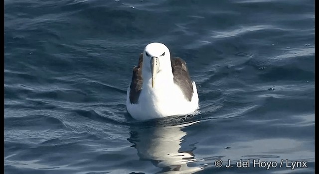Белошапочный альбатрос (cauta) - ML201352811